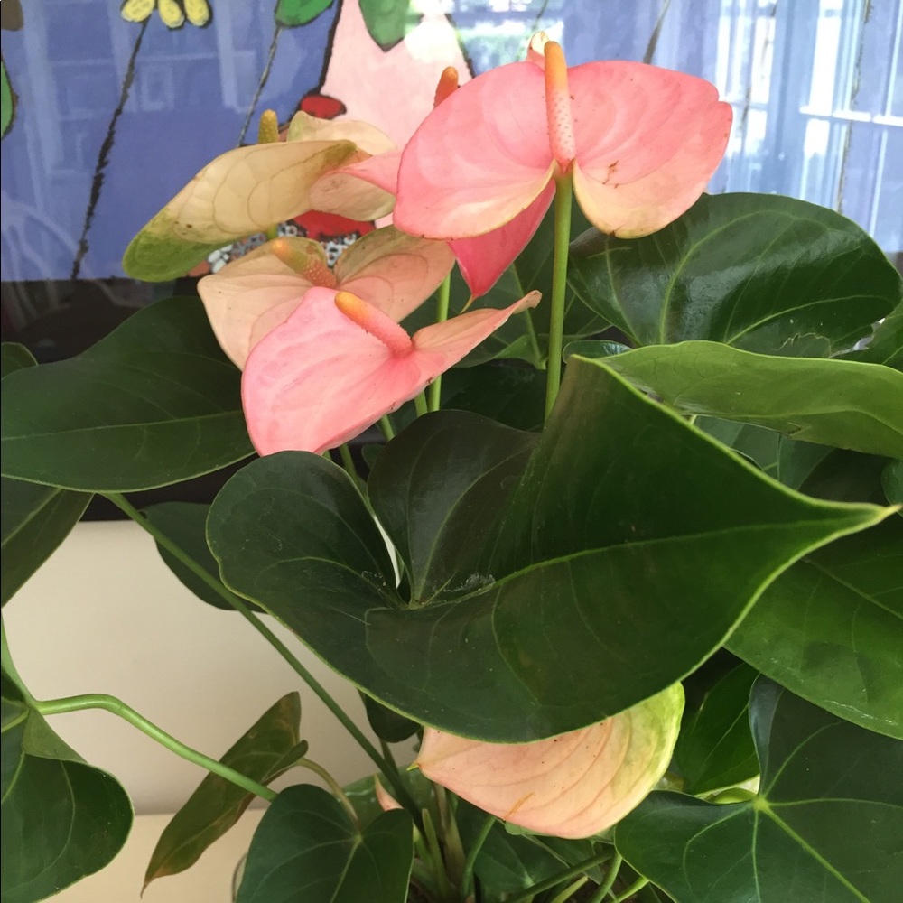 Meet your Posher, Maryt